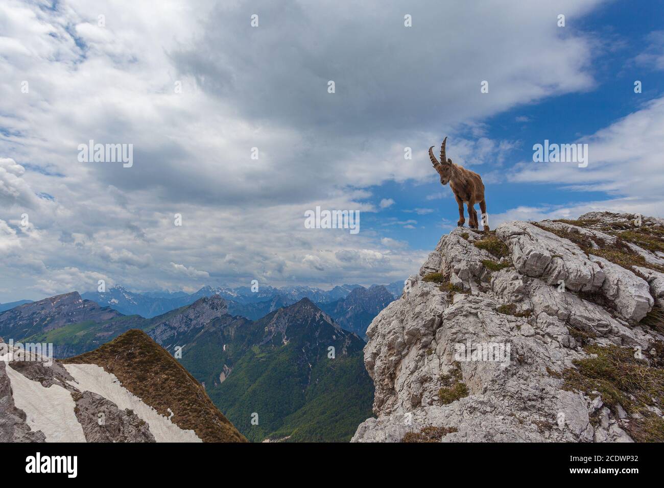Jeune ibex sur un rocher avec un arrière-plan impressionnant de montagnes dolomite, tourné contre le ciel, Dolomites, Italie. La vie sauvage des animaux de haute montagne Banque D'Images