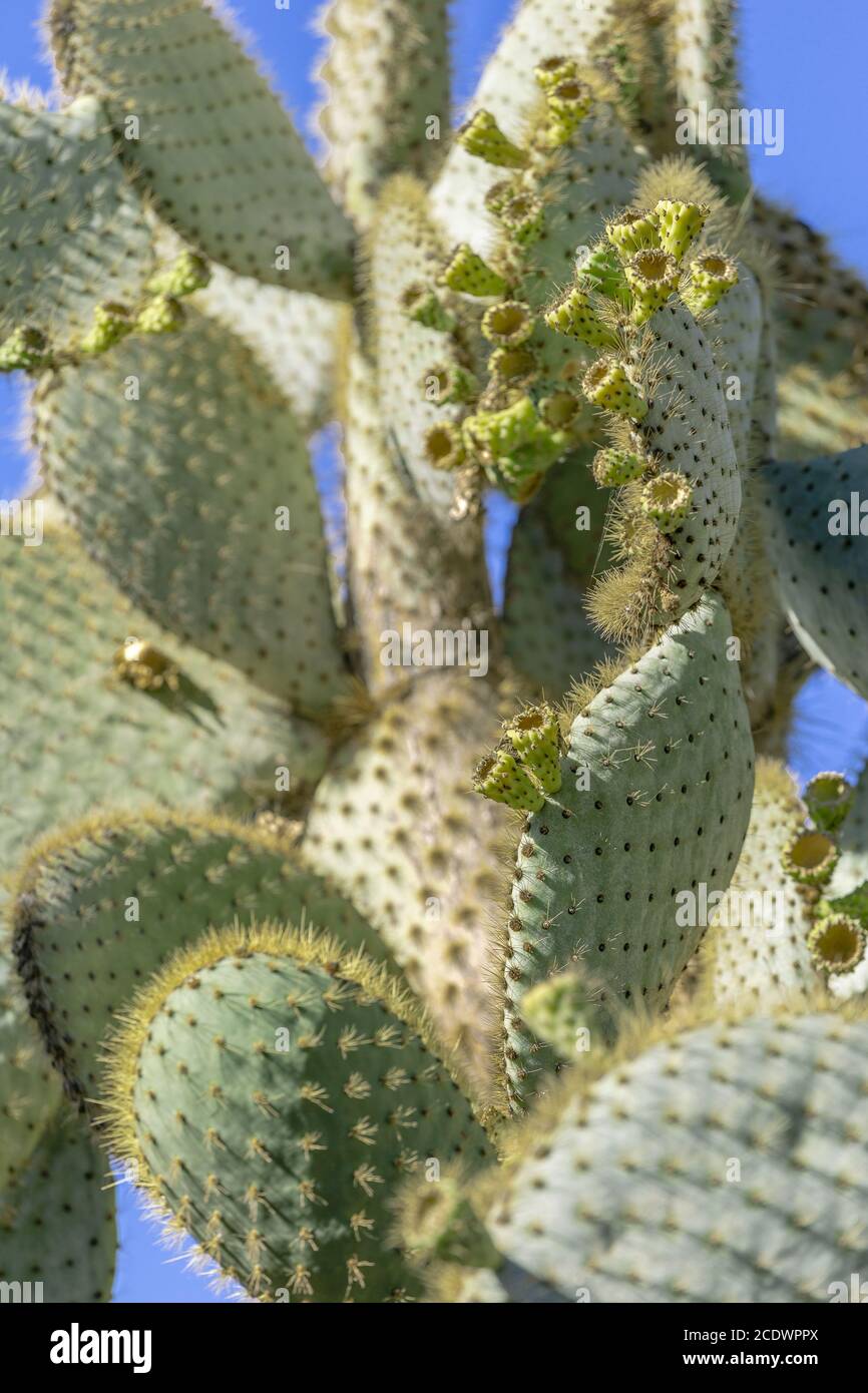 Cactus équatorien des îles Galapagos avec fleurs - Opuntia galapageia Banque D'Images