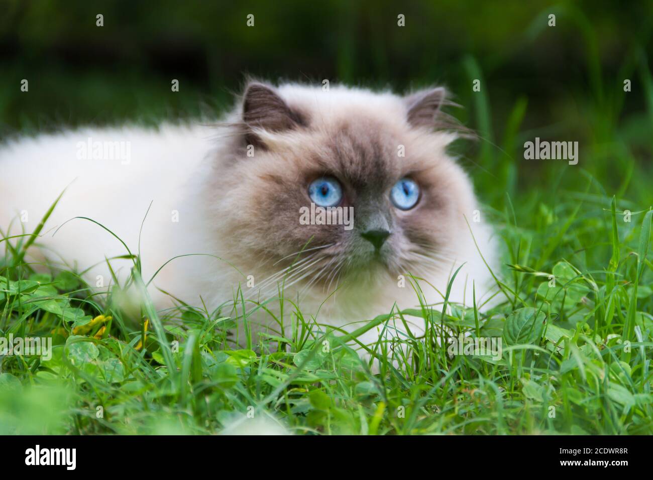 Portrait De Chat Persan Himalayen Sur L Herbe Verte En Ete Photo Stock Alamy