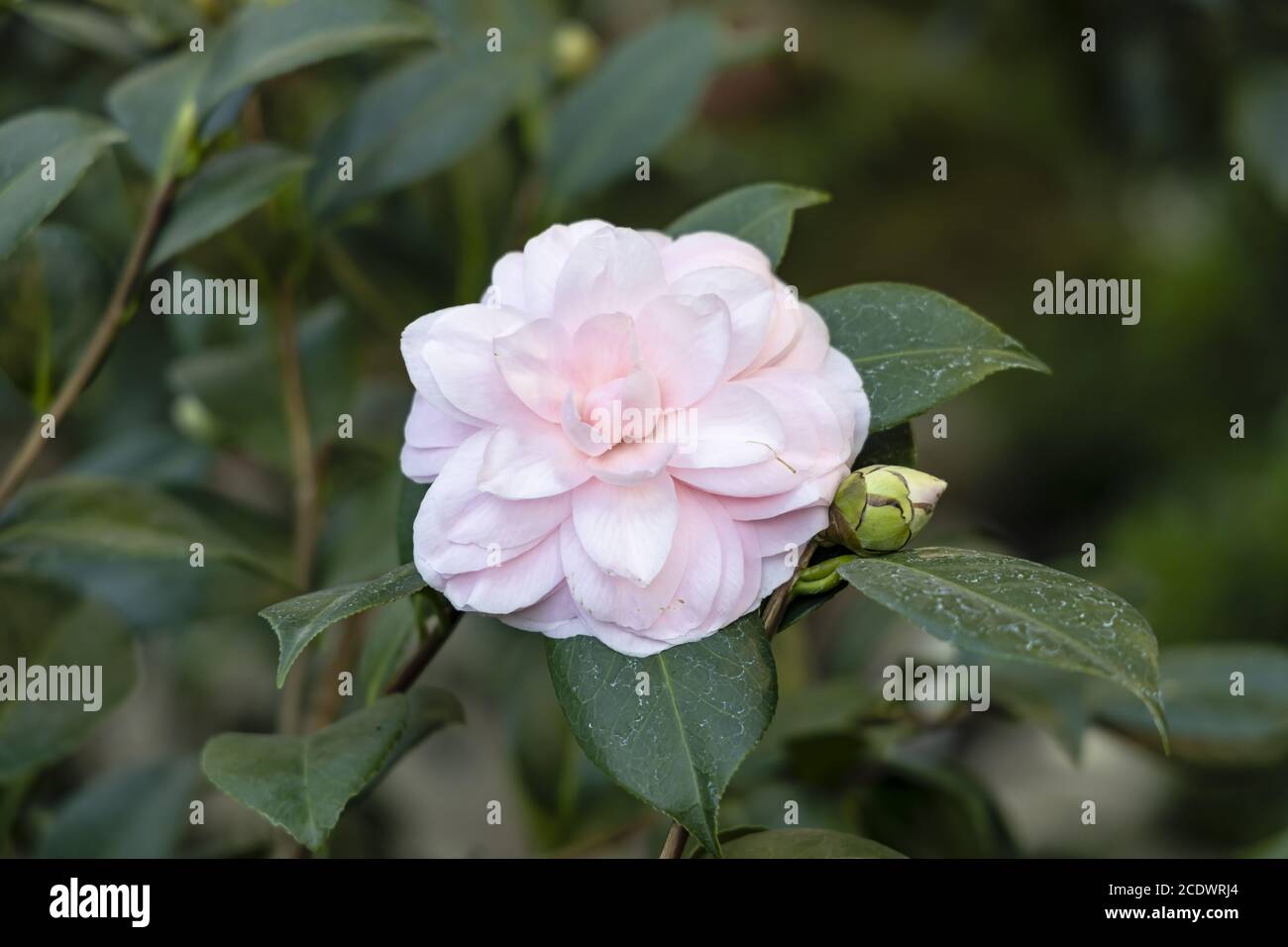 Pink Camellia japonica L. 'Cheryl Lynn' Theaceae Banque D'Images