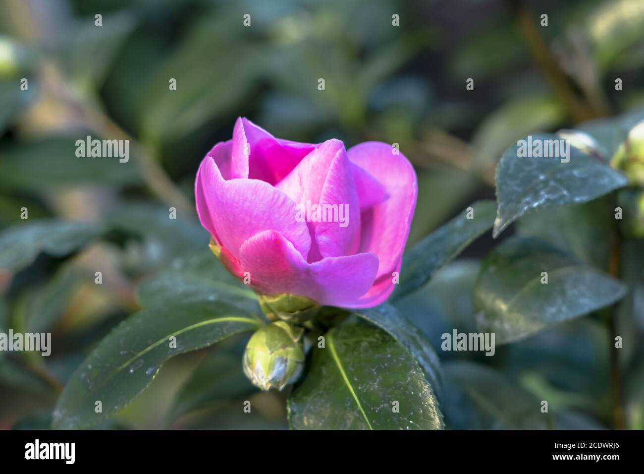 Rose Camellia Oleifera hybride 'Winters Joy' Theaceae Banque D'Images