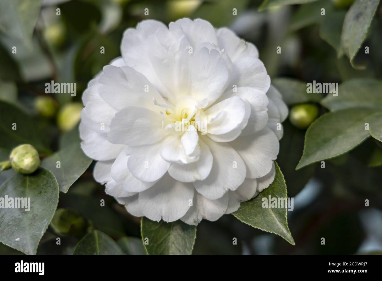 Blanc Camellia japonica L. 'K. Les Theaceae de Sawada Banque D'Images