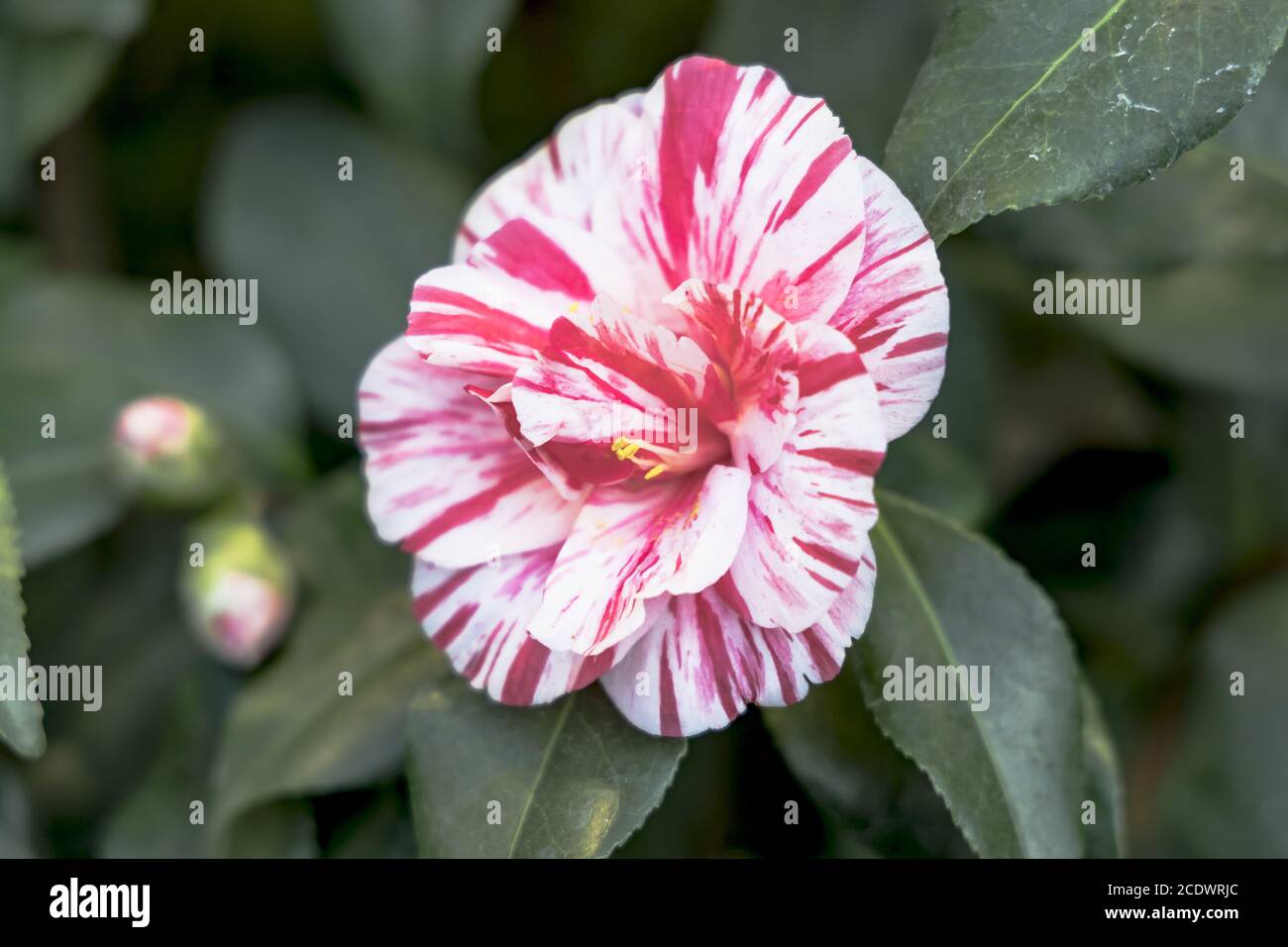 Rouge blanc Camellia japonica L. 'Ezo - Nishiki' Banque D'Images