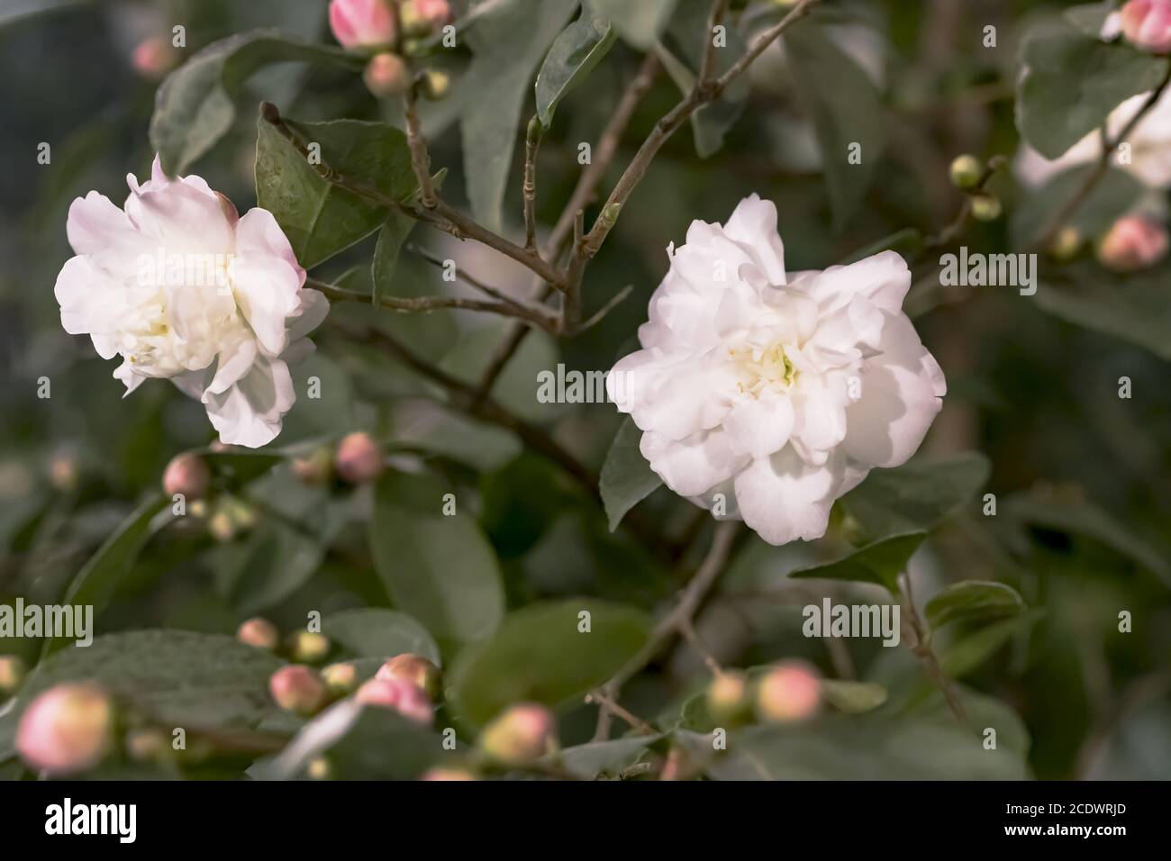 Blanc Camellia japonica x C.lutchuensis 'Cinnamon Cindy' Banque D'Images