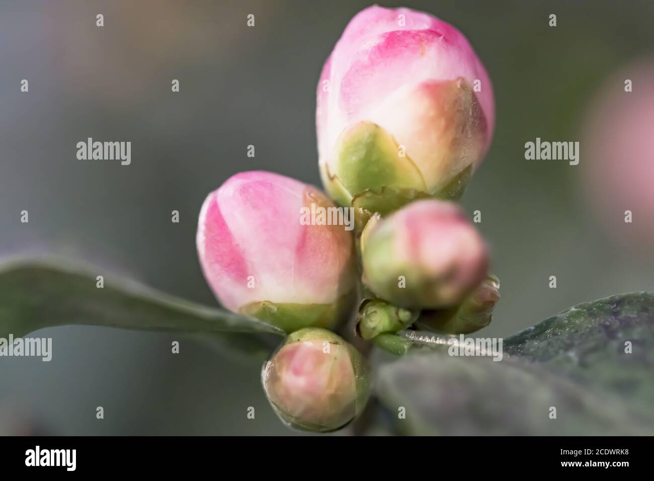 Rose Camellia bourgeons Oleifera hybride 'Winters Joy' Theaceae Banque D'Images