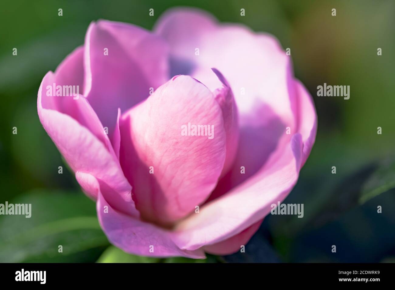 Rose Camellia Oleifera hybride 'Winters Joy' Theaceae Banque D'Images