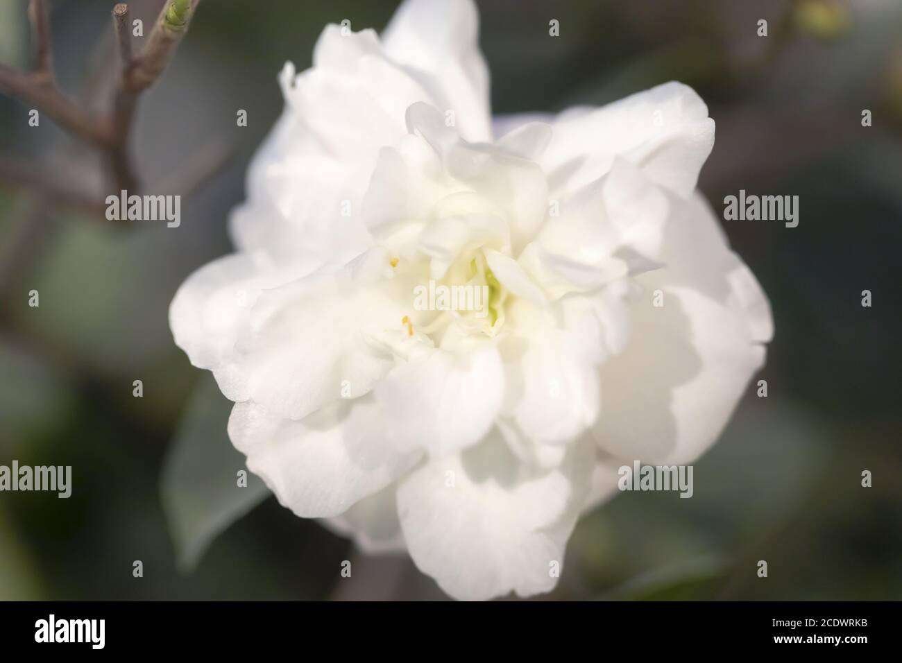 Blanc Camellia japonica x C.lutchuensis 'Cinnamon Cindy' Banque D'Images