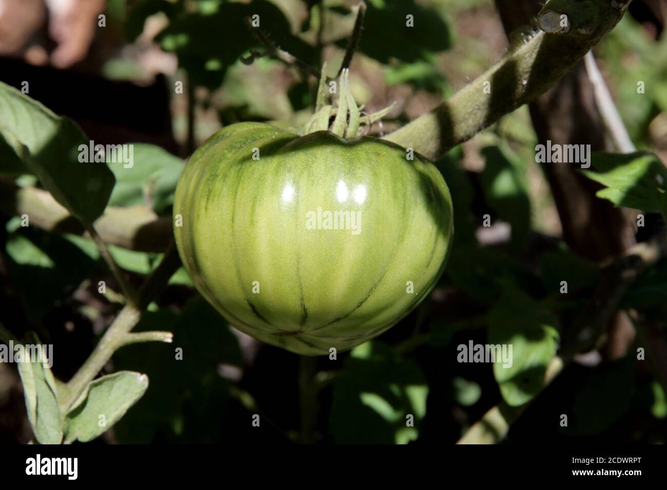 Brandywine Tomate verte noire sur la plante de jardin organique Banque D'Images