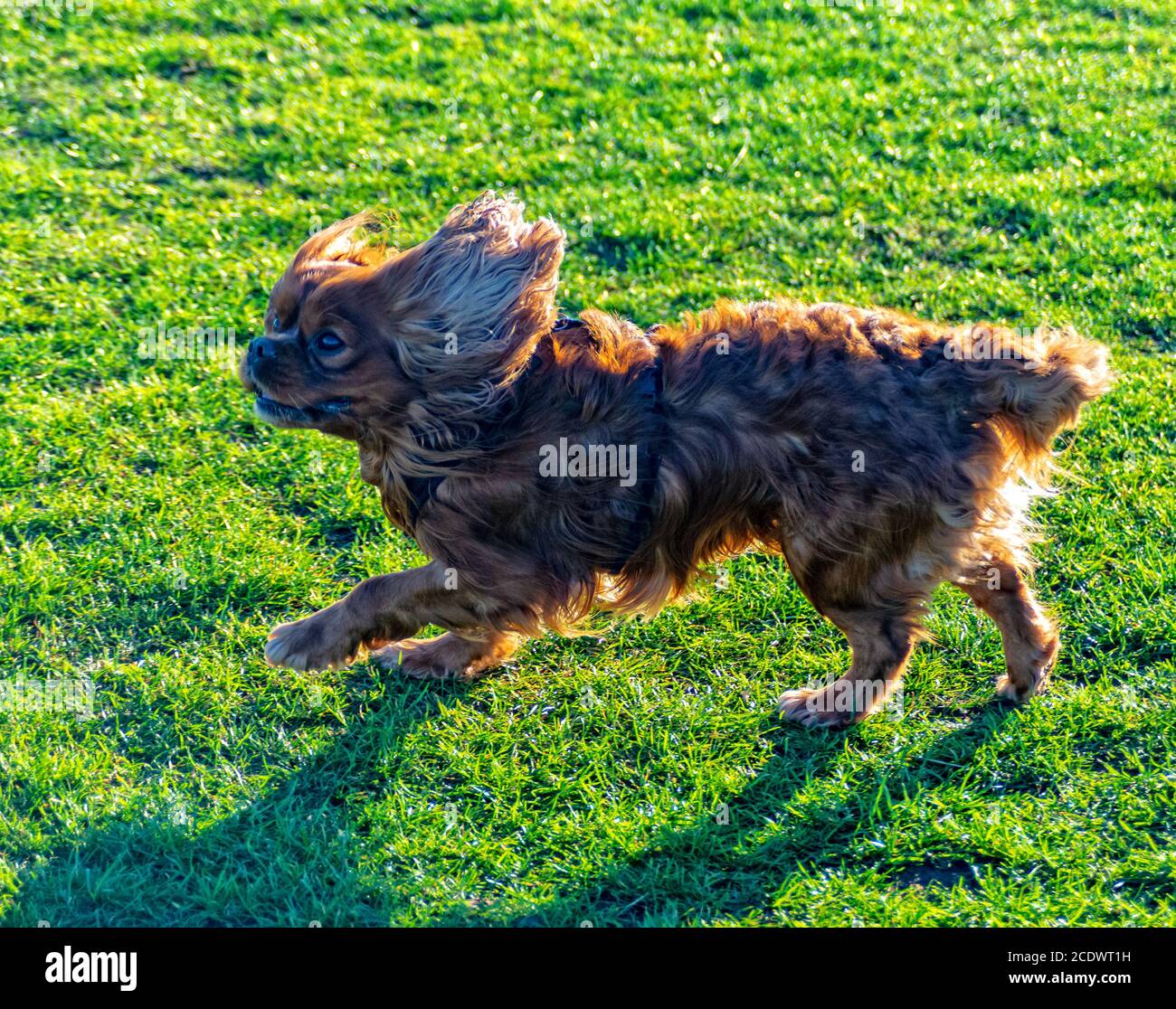 Cavalier King Charles Spaniel joue dans la prairie Banque D'Images