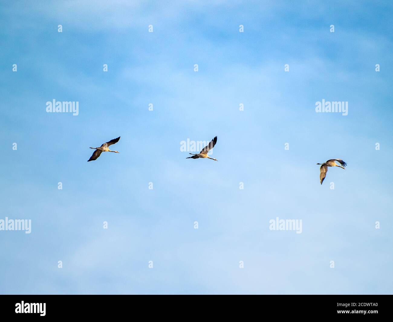 Un troupeau de grues cendrées (Grus grus) voler dans le ciel nuageux Banque D'Images