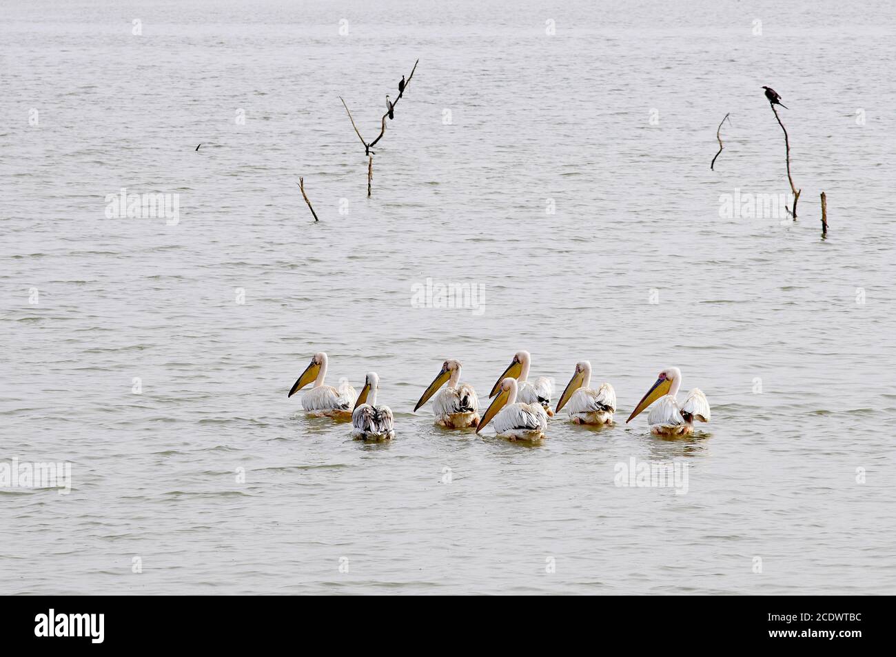 Sénégal, ville de Saint Louis, patrimoine mondial de l'UNESCO. Pelican sur le fleuve Sénégal. Banque D'Images