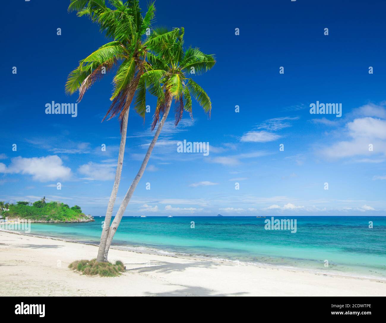 Coco beach et plage Langob plm, arbre, Malapascua Island, Cebu Banque D'Images