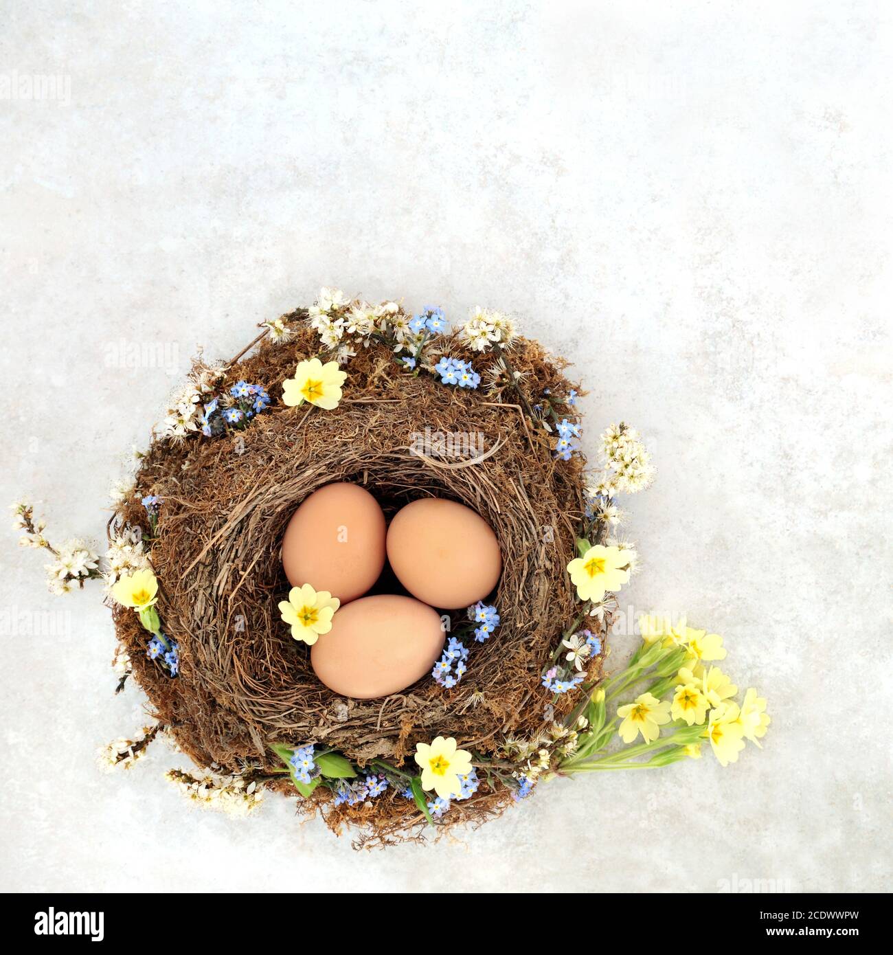 Œufs frais bruns pour le petit déjeuner dans un nid d'oiseaux naturel avec primevent de printemps et oubliez-moi pas des fleurs. Vue de dessus, plat sur fond gris marbré. Banque D'Images