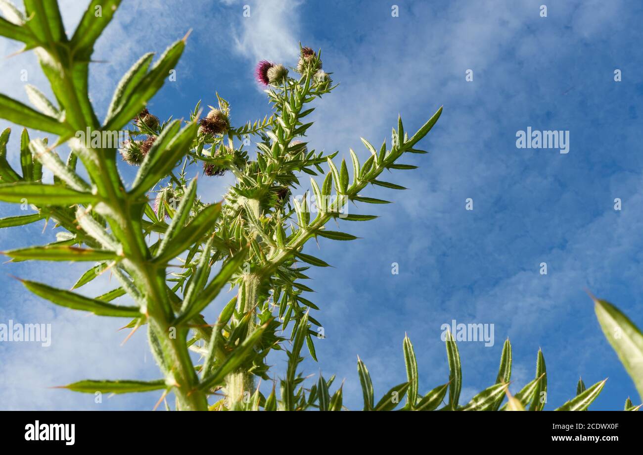 Chardon à anneaux violet (Carduus) d'en-dessous, les feuilles sont vertes et ont des épines aiguisées. Allemagne, Bade-Wurtemberg. Banque D'Images