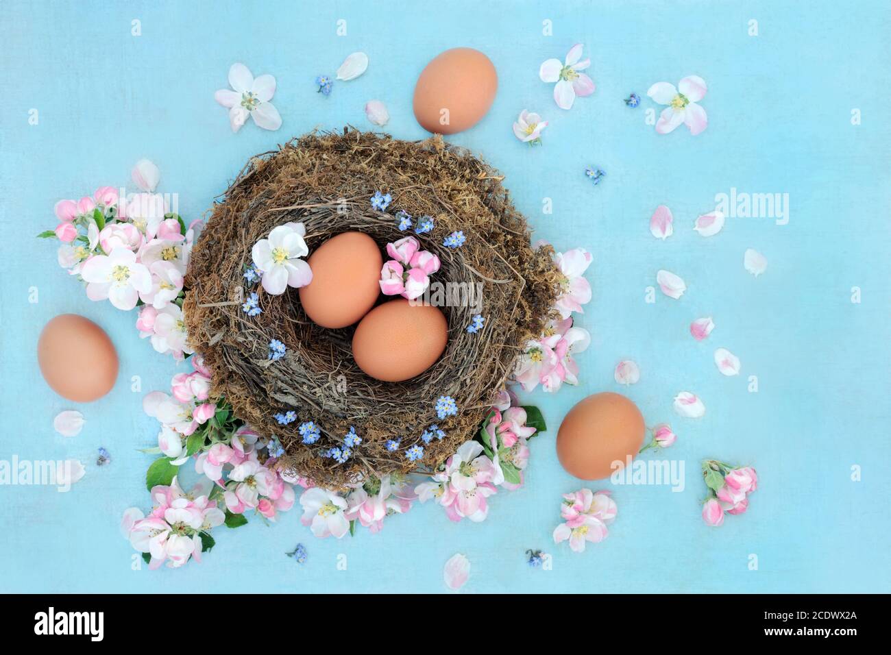 Printemps un temps pour la renaissance et le renouvellement concept avec des œufs bruns frais dans les oiseaux nichent avec la fleur de pomme et oubliez moi pas les fleurs sur fond bleu marbré. Banque D'Images