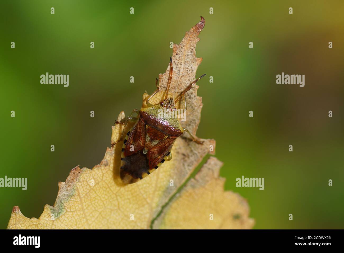 Punaise De Bouleau Banque D Image Et Photos Alamy