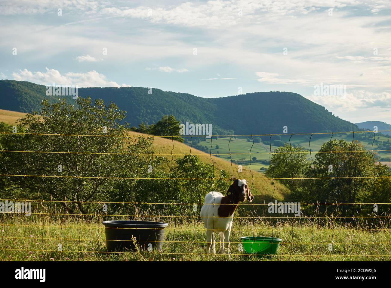 Une chèvre se tient derrière une clôture chargée électriquement, des creux avec alimentation et un peuplement d'eau sur la prairie verte, petite montagne en arrière-plan, clou Banque D'Images