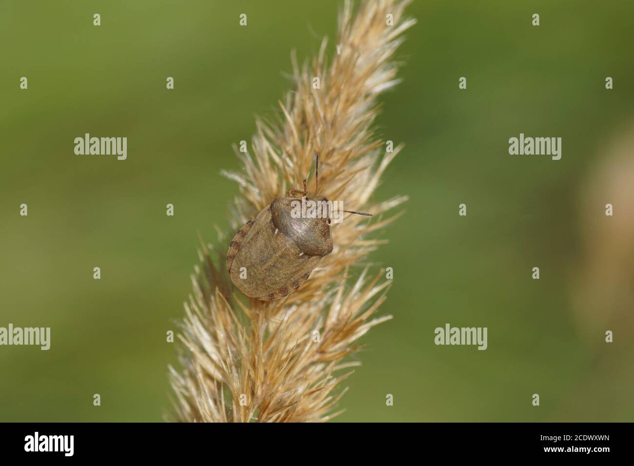 Bug bouclier, Bug Tortue, Eurygaster testudinaria de la famille des Scutelleridae sur une fleur d'herbe. Août, dans les dunes néerlandaises Banque D'Images