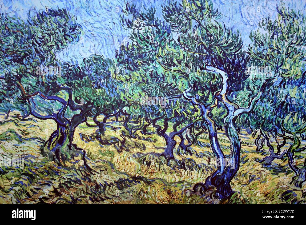 Van Gogh l'olive pousser Banque D'Images