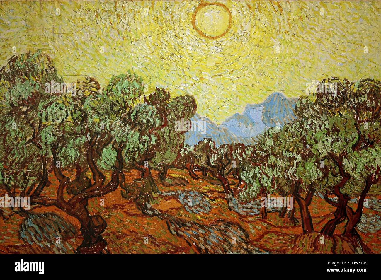 Van Gogh Olive grandissent avec le ciel jaune Banque D'Images