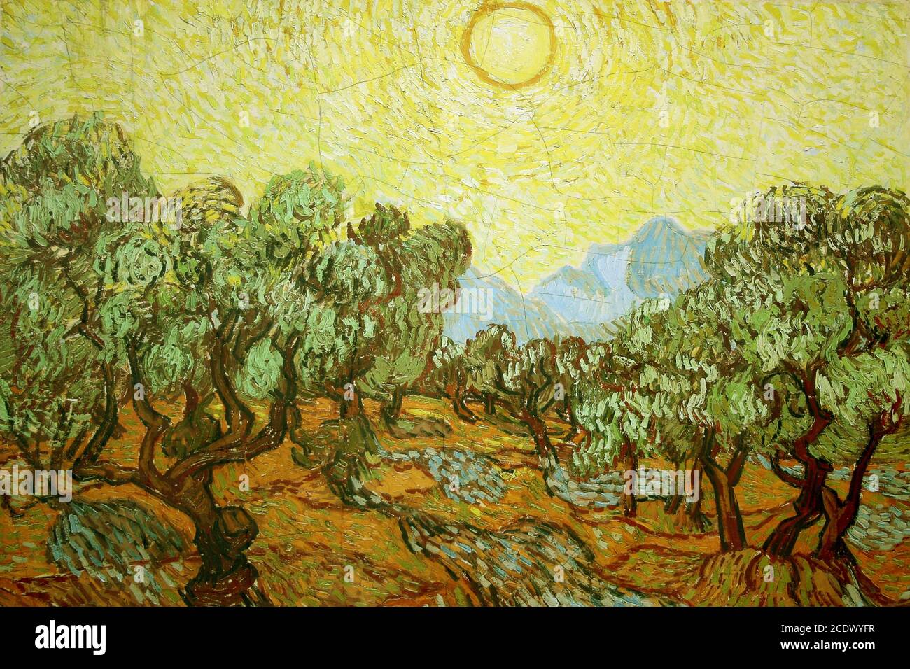 Van Gogh Olive grandissent avec le ciel jaune Banque D'Images