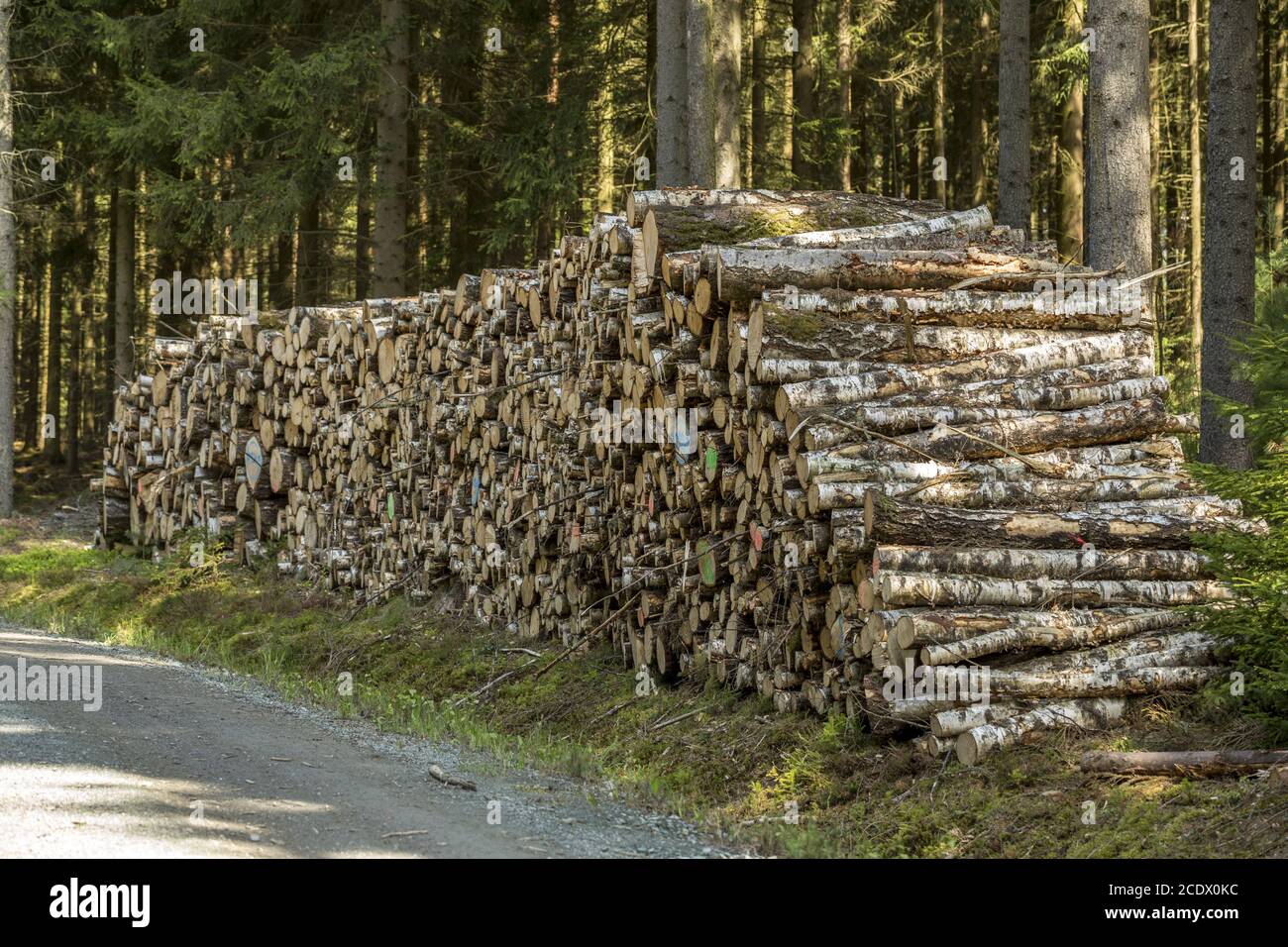 Pile de troncs de bouleau sur une route forestière Banque D'Images