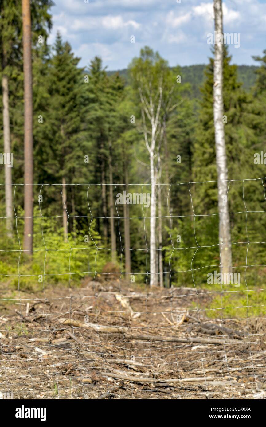 Glade dans la forêt pour l'équipement forestier et la technologie de palpage Banque D'Images