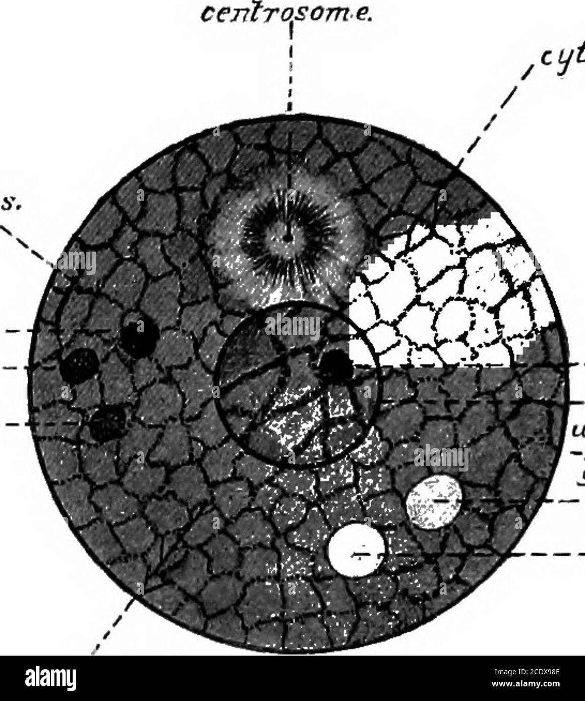 . L'évolution et la fonction de la matière vivante purposve . sed ina membrane pendant la plus grande partie de son existence ; la substance du noyau étant formée de l'ameshwork de protoplasme différencié ou linine, Holdingin ses filets granules d'une substance connue asChromatotine que de nombreux biologistes considèrent comme la substance de base des caractères héréditaires. Mais nous avons expliqué, les bactéries et algue inférieure, qui forment de vastes et les classes les plus importantes d'êtres ne possèdent pas un noyau ou une chromatine entièrement formée, néanmoins ils constituent les classes les plus nombreuses et prolifiques de bein Banque D'Images