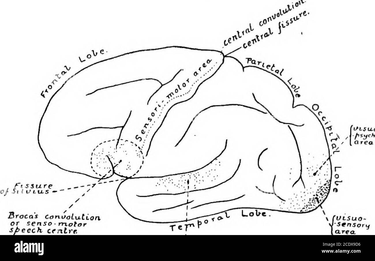 . L'évolution et la fonction de la vie de la matière . acquis. Dans la première partie de ce travail (parole humaine) a erré au développement et à l'arrangement structurel de la substance nerveuse de la moelle épinière et du cerveau, Il est donc inutile pour nous de répéter cela ^ le terme Neopalium a employé pour signifier le pallium ou cortex de cette partie des hémisphères cérébraux avec lesquels nous sommes principalement concernés, comme étant distinct du pallium d'autres régions de lopesor du cerveau. Le terme est bien choisi par le professeur G. ElliotSmith, car ce cortex ou pallium est constitué de superad Banque D'Images . L'évolution et la fonction de la vie de la matière . acquis. Dans la première partie de ce travail (parole humaine) a erré au développement et à l'arrangement structurel de la substance nerveuse de la moelle épinière et du cerveau, Il est donc inutile pour nous de répéter cela ^ le terme Neopalium a employé pour signifier le pallium ou cortex de cette partie des hémisphères cérébraux avec lesquels nous sommes principalement concernés, comme étant distinct du pallium d'autres régions de lopesor du cerveau. Le terme est bien choisi par le professeur G. ElliotSmith, car ce cortex ou pallium est constitué de superad Banque D'Images