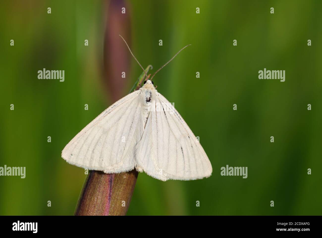 Moth à veined noire - Siona lineata, magnifique papillon blanc des prairies et prairies européennes, Zlin, République tchèque. Banque D'Images