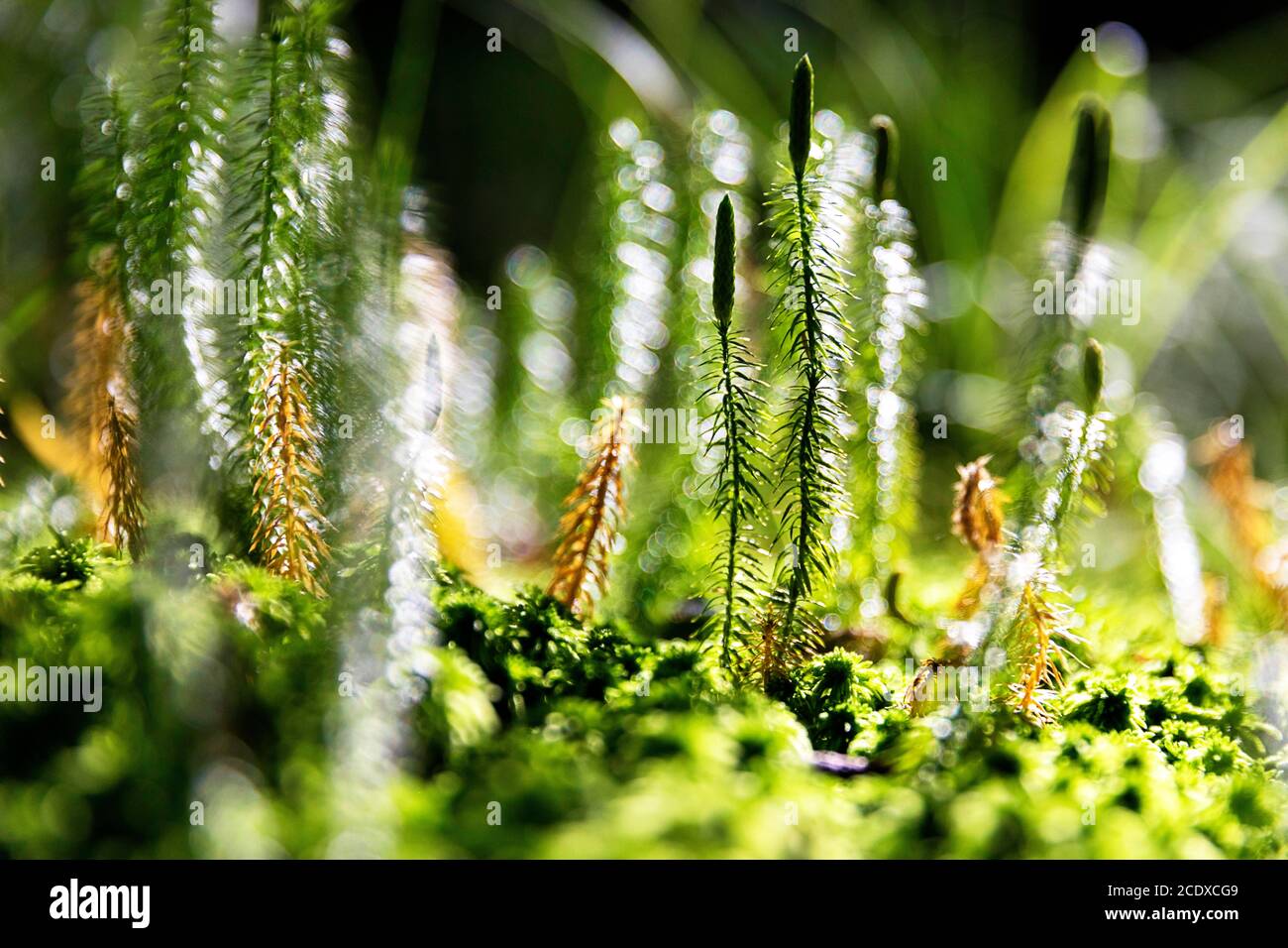 Macro de peuplement forestier. Les rayons du soleil tombent sur les plantes de la forêt et créent un regard magique de conte de fées. Banque D'Images