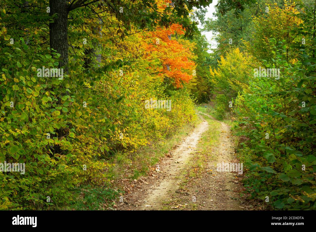 Route de terre dans la forêt, un jour d'automne Banque D'Images