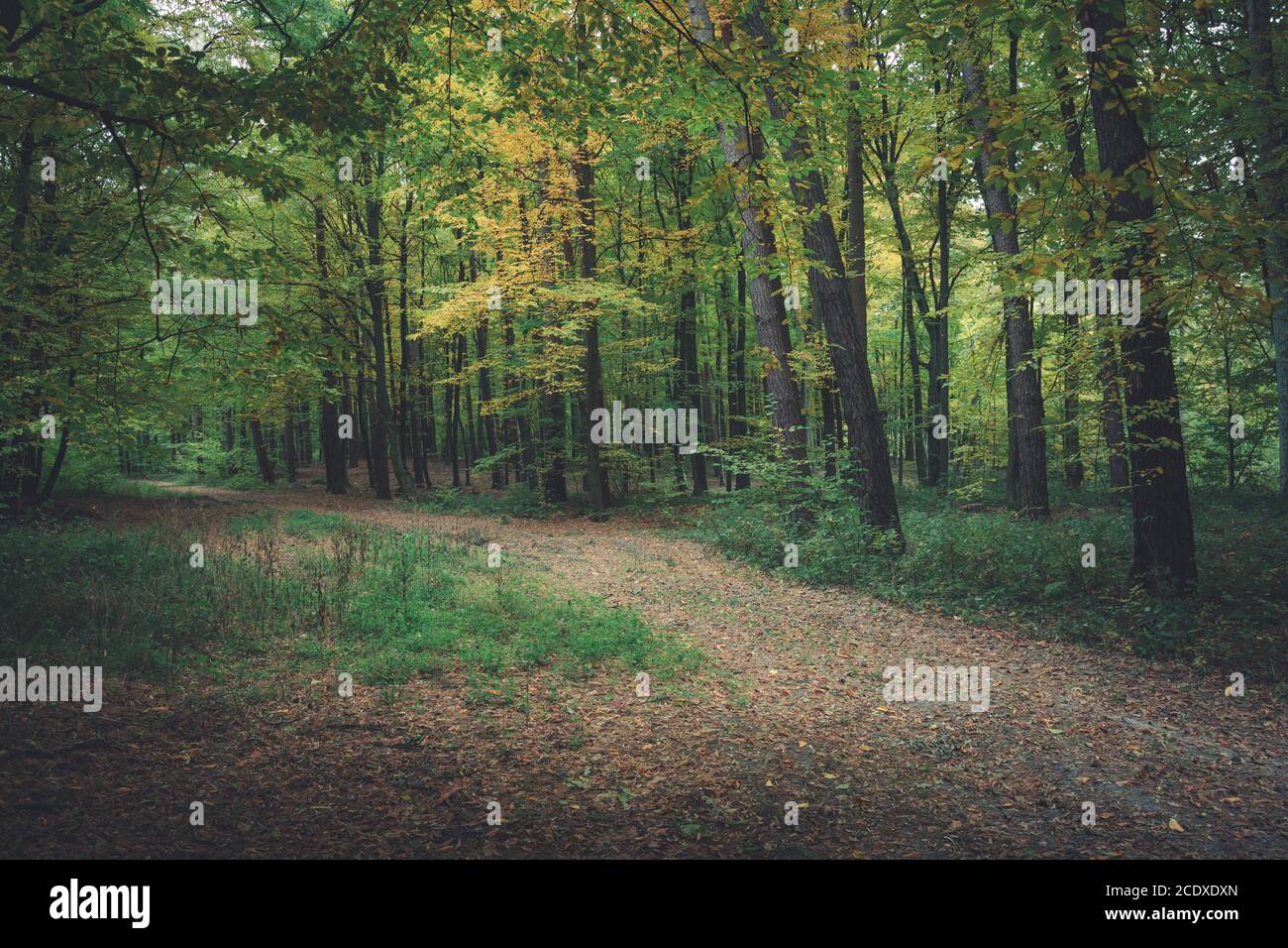 Le chemin dans la forêt le jour de l'automne Banque D'Images