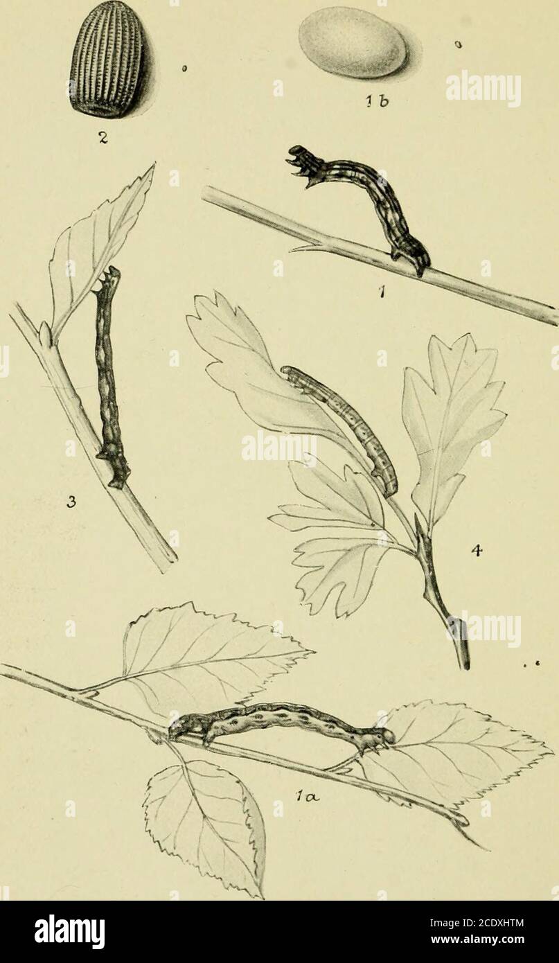 . Les papillons de nuit des îles britanniques . 2 n. 124. ^294. 1-3. Petite beauté en brindice. 4-6. Beauté avec ceinture. 7, 8. Beauté bricolée... 2. f:. 125. ^295. Oumbre marbré: Oeuf, natu7-al taille et éjilargé, aiide cate-pillais. 2. Umber rare: Oeuf, taille naturelle et enlaté, 3. Bordure en pointillés : caterpillar. 4. Mars Moth : caterpillar. BEAUTÉ PÂLES. 295 gris ; la zone centrale étant parfois teintée de fumée. Dans le thénorème d'Angleterre, principalement dans le Yorkshire, des spécimens noircis apparaissent où les marques sont plus ou moins obscurcies. La chenille est vert pâle avec une ligne plutôt foncée allongle dos, et yello Banque D'Images