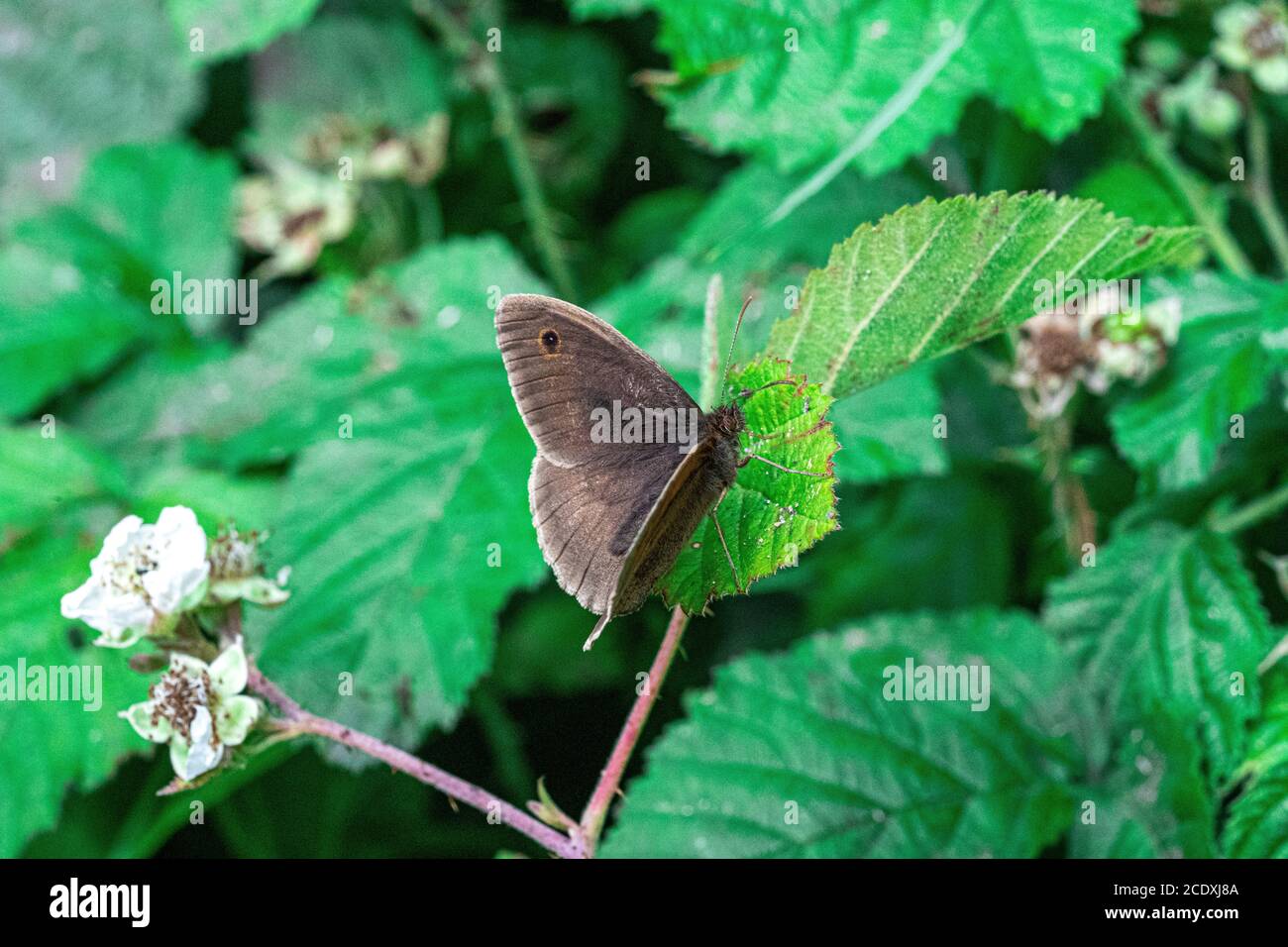 Meadow Brown - Maniola jurtina - gros plan Macro View de papillon brun sur fond de texture de bas niveau de plante verte nature Banque D'Images