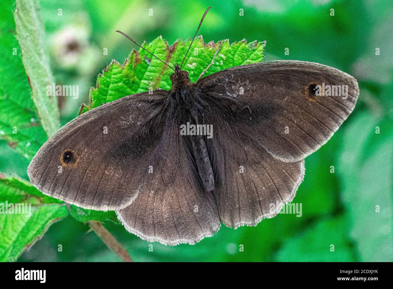 Meadow Brown - Maniola jurtina - gros plan Macro View de papillon brun sur fond de texture de bas niveau de plante verte nature Banque D'Images