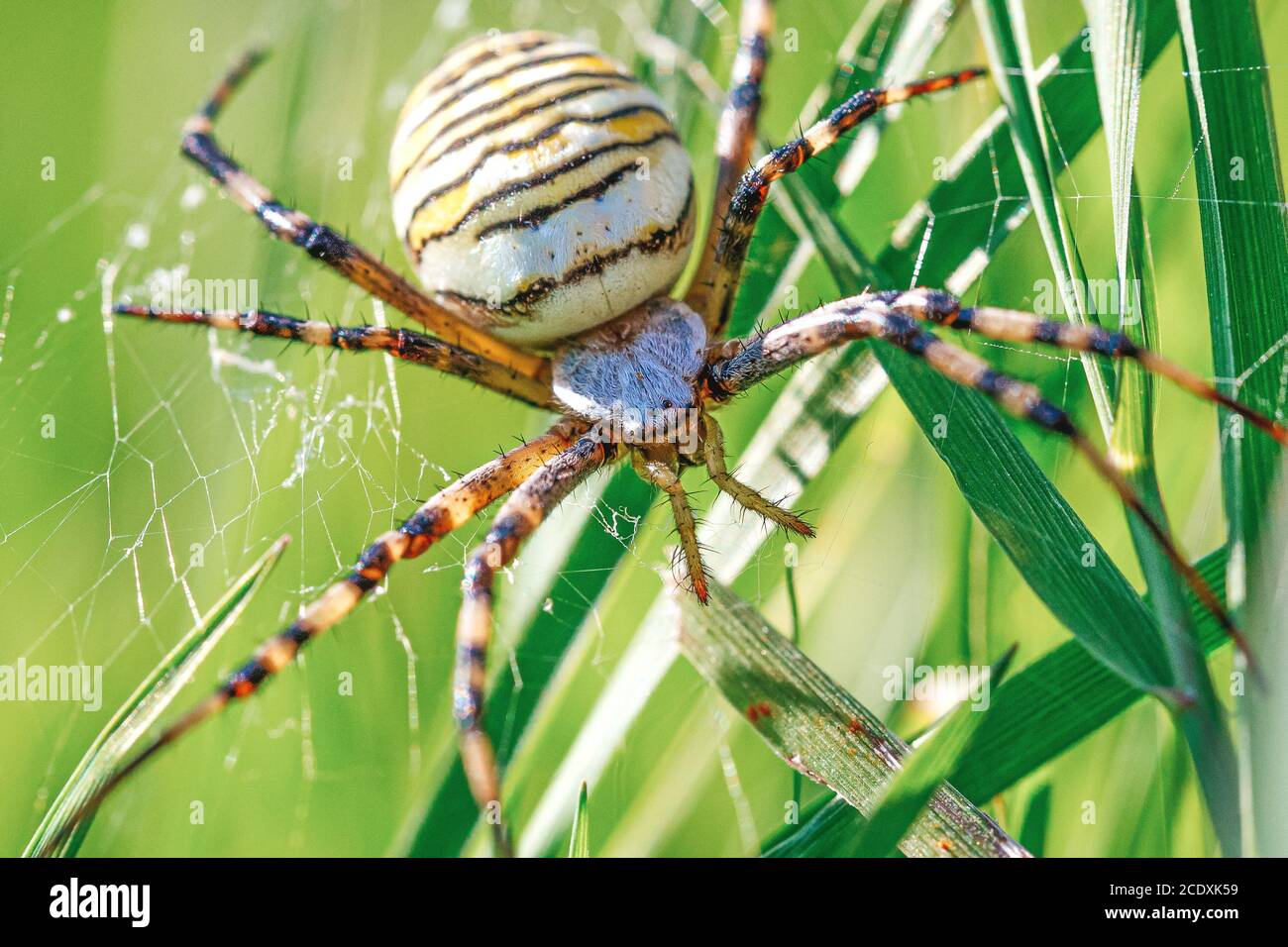 Photo macro d'une araignée de guêpe européenne Banque D'Images