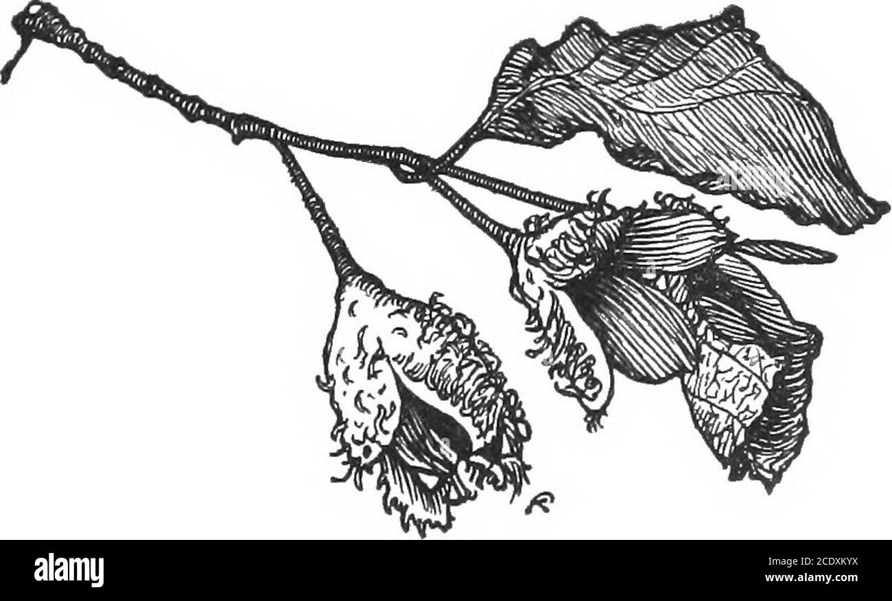 . Les essais de semences forestières pendant 25 ans, 1887-1912 . tus amygdalina I9l0—11 (récolte 1909) 40 84 89 Eucalyptus gigantea 1908—09 (récolte 1904) 46 71 87 » » 1910—11 ( » 1909) 1.0 1.000.000 13 72 85 » globulus 1908— 09 ( » 1904) 91 91 94 » » 1908—09 ( » 1907) 69 75 78 . » 1910—11 2.3 434.800 86 94 96 » Gunnii 1908—09 (récolte 1904) . 60 79 80 » » 1910—11 ( » 1909) . 0.6 1.666.700 61 93 94 » stuartiana 1910—11 0.6 1.666.700 93 96 96 le pouvoir de conservation extraordinaire de la graine est frappant. Con-sider, par exemple, E. amygdalina : les semences de la culture de 1904 germiaient 90 % même après 4 ans, et il en est de même Banque D'Images . Les essais de semences forestières pendant 25 ans, 1887-1912 . tus amygdalina I9l0—11 (récolte 1909) 40 84 89 Eucalyptus gigantea 1908—09 (récolte 1904) 46 71 87 » » 1910—11 ( » 1909) 1.0 1.000.000 13 72 85 » globulus 1908— 09 ( » 1904) 91 91 94 » » 1908—09 ( » 1907) 69 75 78 . » 1910—11 2.3 434.800 86 94 96 » Gunnii 1908—09 (récolte 1904) . 60 79 80 » » 1910—11 ( » 1909) . 0.6 1.666.700 61 93 94 » stuartiana 1910—11 0.6 1.666.700 93 96 96 le pouvoir de conservation extraordinaire de la graine est frappant. Con-sider, par exemple, E. amygdalina : les semences de la culture de 1904 germiaient 90 % même après 4 ans, et il en est de même Banque D'Images