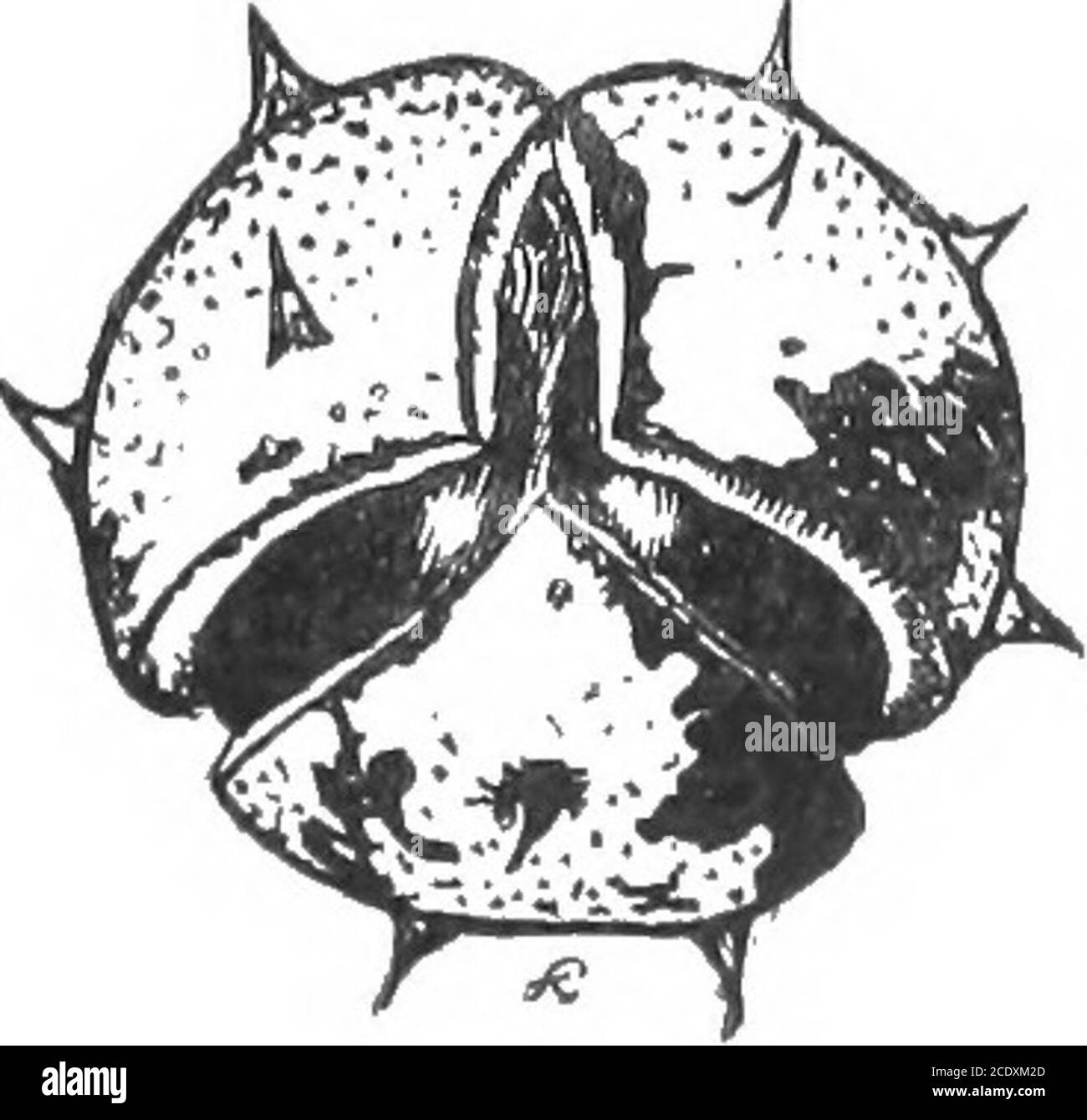 . L'essai des semences forestières pendant 25 ans, 1887-1912 . 9 5.82 4.54 13 scandinave (principalement SW^edish) 4.75 5.41 5.15 10 Norvégien occidental (Nordfjord) 4.53 6.23 5.22 33 Écossais 5.0 7.4 6.41 4 Mid-European (Hartz et Belgique) 6.0 7.5 6.65 1 Baltique (Livland) 5.8 1 de l'Oural 7.1 le haut W^huit du dernier échantillon est frappant. Comme mentionné ci-dessus dans la discussion de l'épinette, j'ai essayé si itis possible au moyen du poids de la graine, pour déterminer l'origine de nos vieux pins danois W^oods, et j'ai trouvé que le resultsw^ere très similaire à ceux obtenus dans le cas de l'épinette. In1911—12 con Banque D'Images