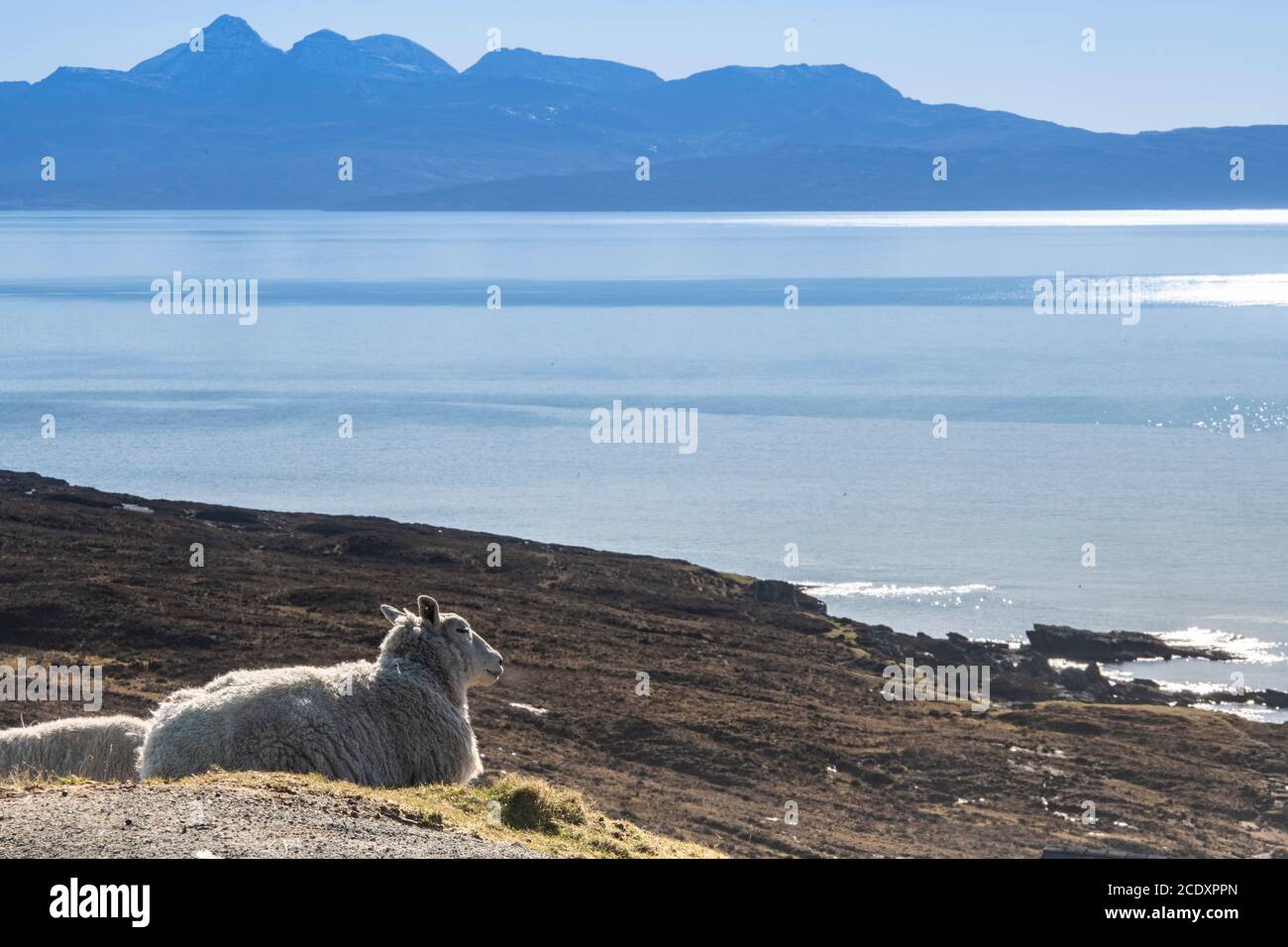 Moutons sur la côte de l'île de Skye Banque D'Images