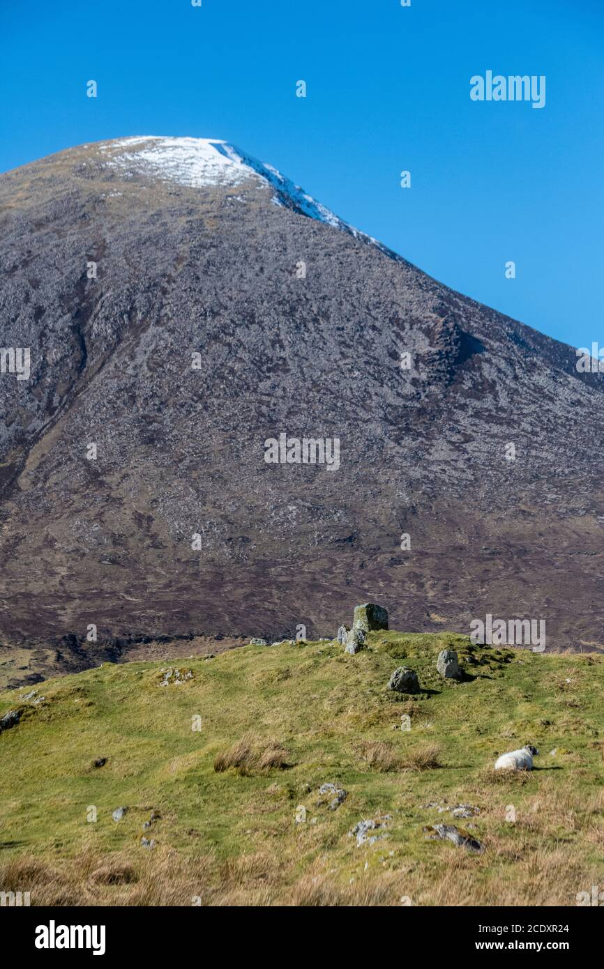 Moutons sur la côte de l'île de Skye Banque D'Images