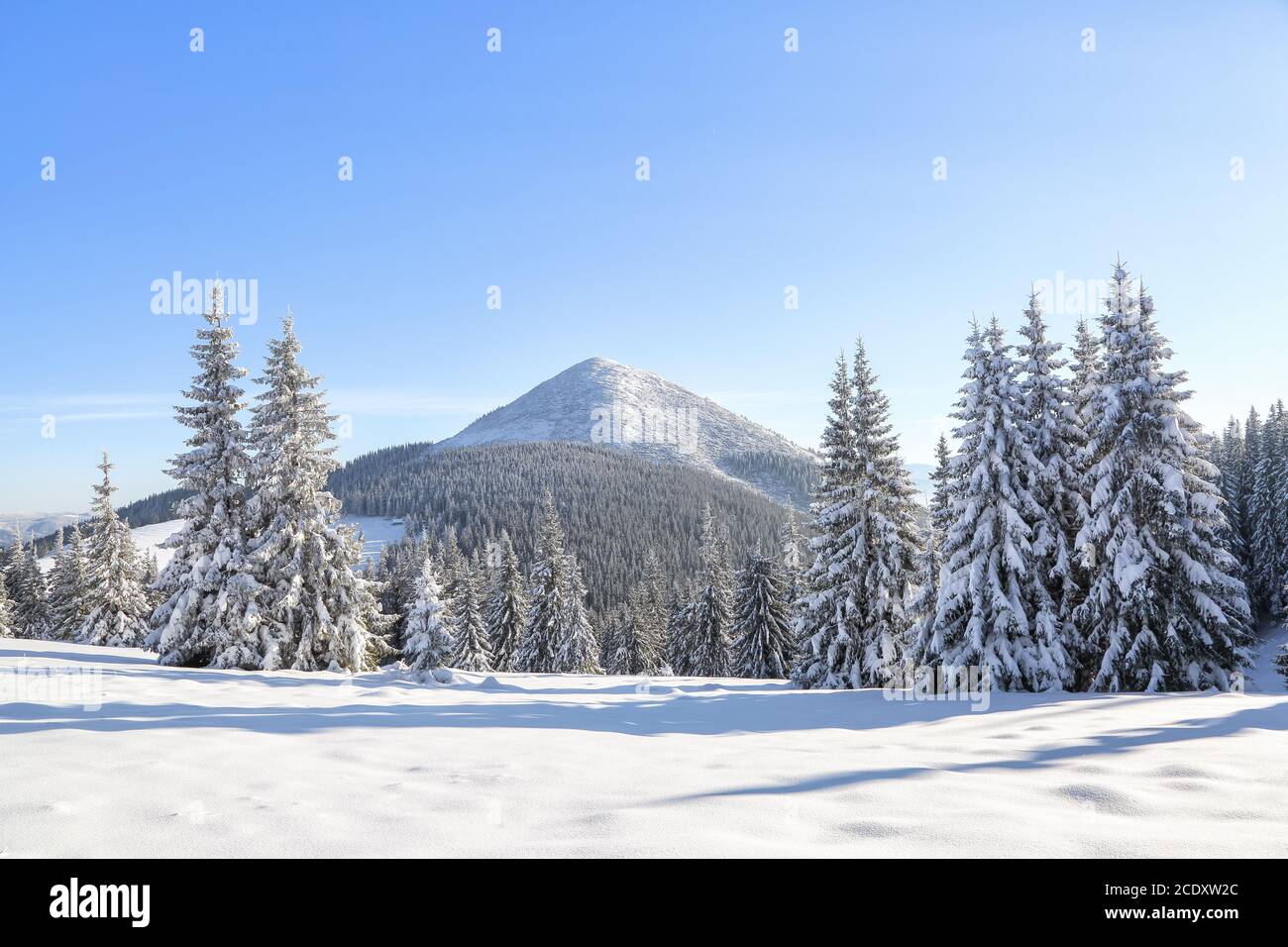 Paysage forêt d'hiver en temps froid ensoleillé. Les pins moelleux recouverts de neige blanche. Fond d'écran arrière-plan enneigé. Emplacement place Carpathian, Ukraine Banque D'Images