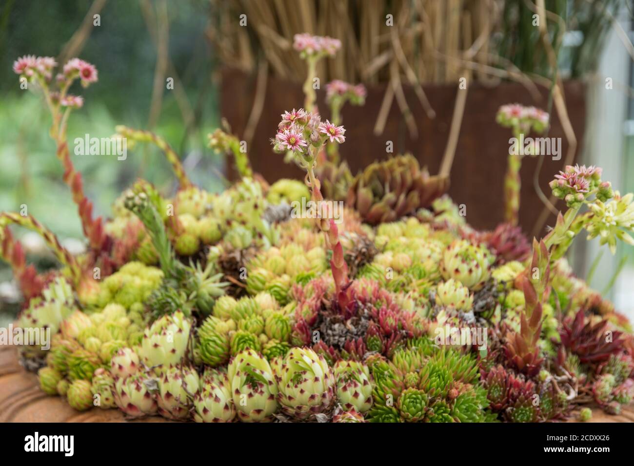 fleurs houseleek dans la collection de succulents - gros plan Banque D'Images