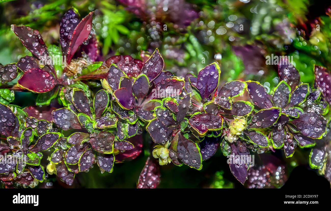 Brindilles fleuries de Berberis thunbergii Coronita avec des gouttes d'eau après pluie Banque D'Images