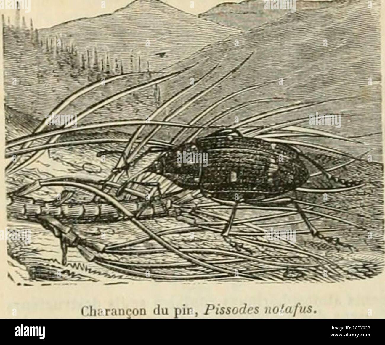 . Dictionnaire de pédagogie et d'instruction primordiale . tes, ennemis des arbi^es etarbustes, nommés lisette, bêche, becmare, bécare,urbec, etc., roulent les féuilles, ou encore piquent lesbourgeons, ou coupent à demi les petites branches, dans les petites branches, etc. Il faut se mettre en etbrûler les parties. Le genre Apion ren-ferme de dès-petits charsons, vivant en nom-breuse colonies dans les fleurs et les bourgeons, sur les feuilles et les tiges, parfois produisant desgalles. La grande majorité des charansons est frati-cornes, offrant lanten Banque D'Images