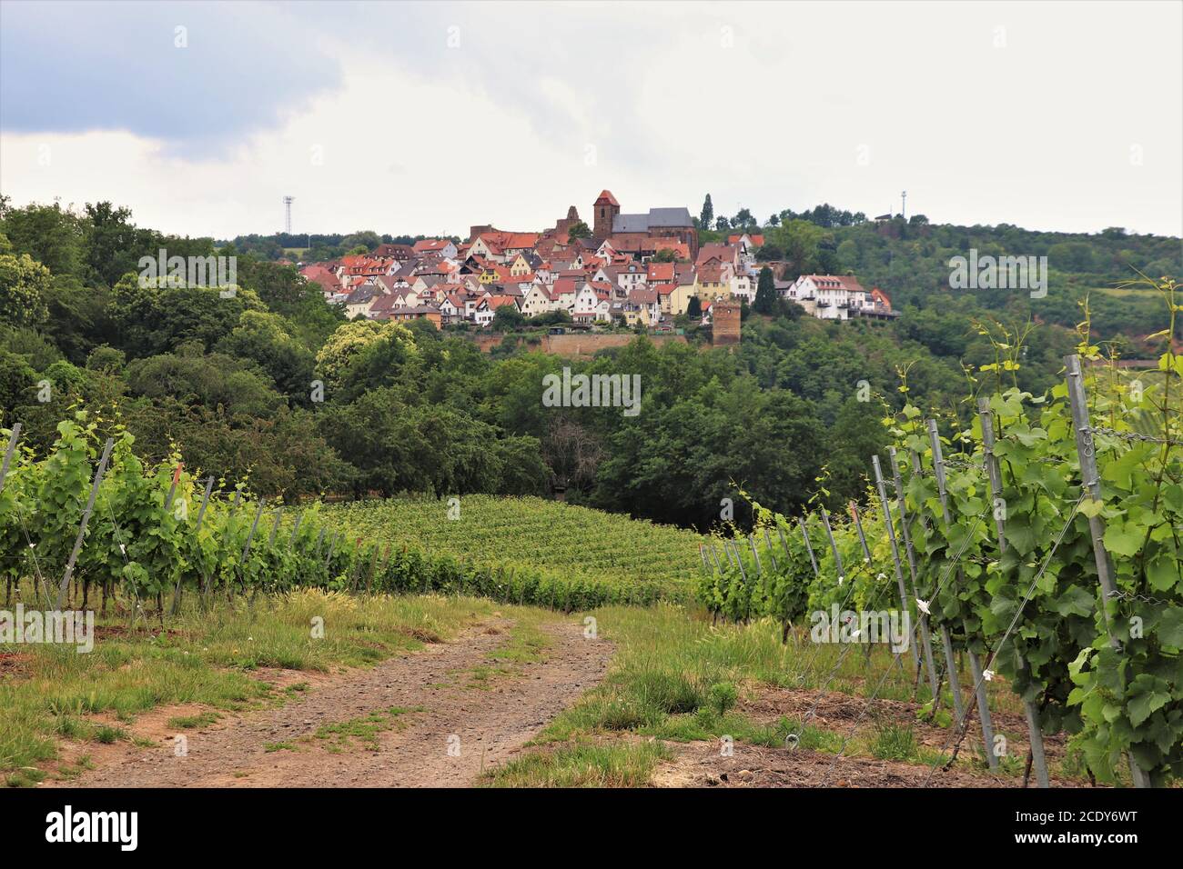 Chemin à travers Vineyard dans la région viticole allemande, Neuleiningen, Allemagne Banque D'Images