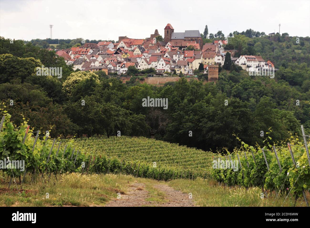 Chemin à travers Vineyard dans la région viticole allemande, Neuleiningen, Allemagne Banque D'Images