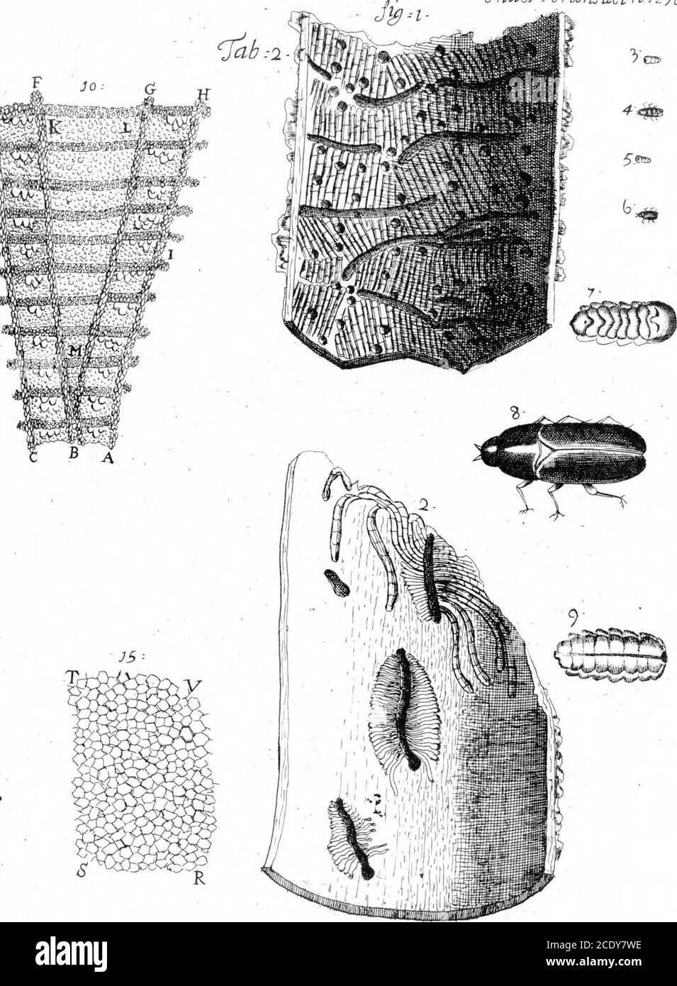 . Lettre de M. Anthony Van Leeuwenhoek, F. R. S. concernant les écorces d'arbres . actzTl°-2.96. Banque D'Images