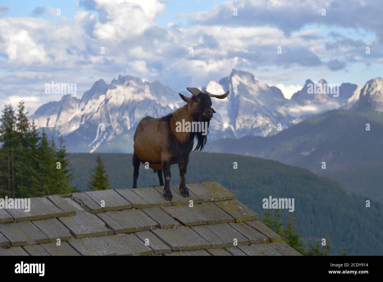 La chèvre de montagne aime les hauteurs, insatisfaite des montagnes, elle monte sur le toit de la cabane Banque D'Images