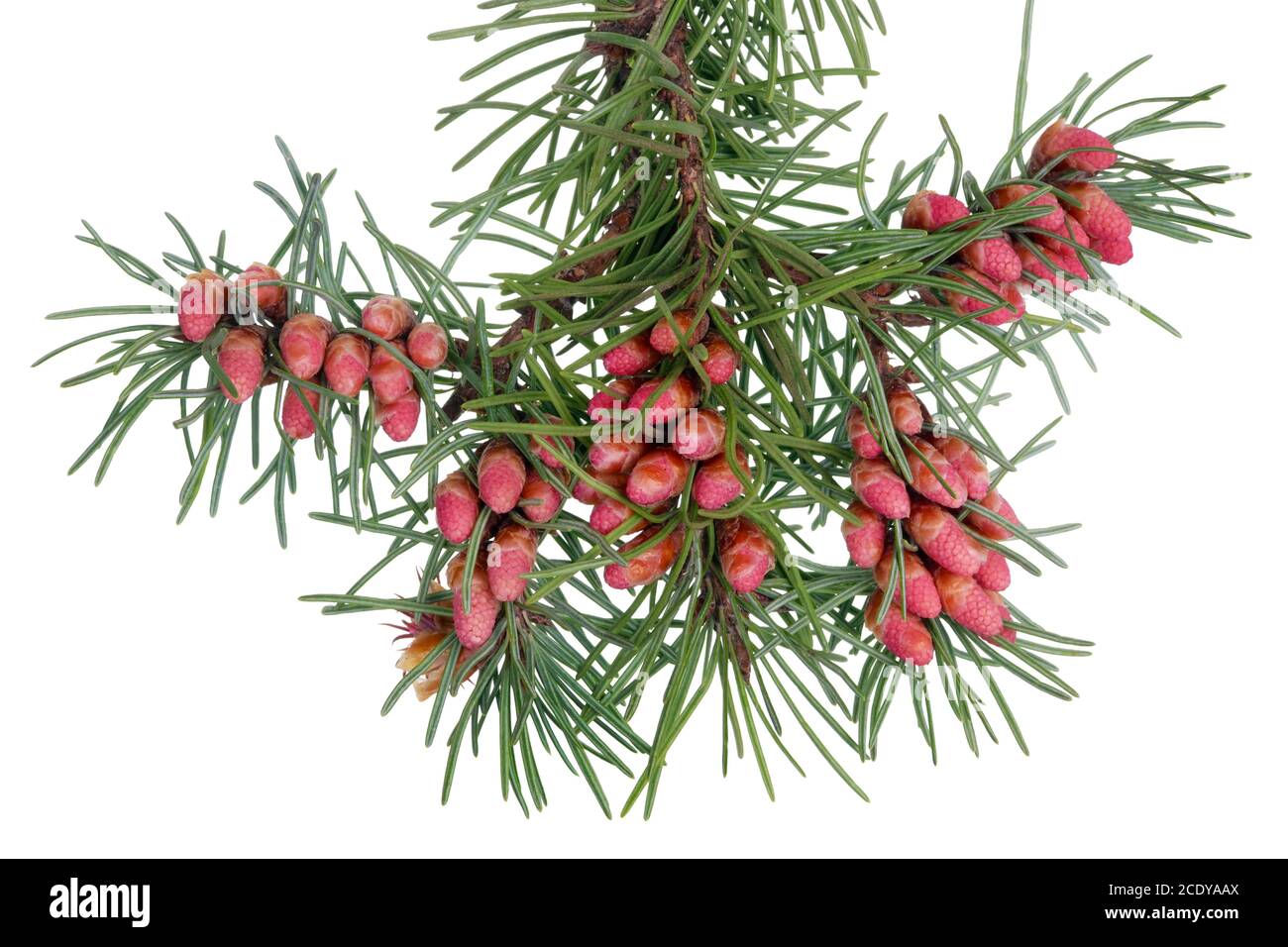 Cônes rouges en fleur de printemps bourgeons de pin sur les branches avec aiguilles isolées Banque D'Images